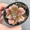 Echeveria Chroma