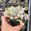 Echeveria Madiba (aka Echeveria Pink Lips)