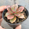 Echeveria Chroma