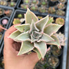 Echeveria Madiba (aka Echeveria Pink Lips)