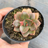 Echeveria Chroma
