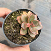 Echeveria Chroma