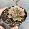 Echeveria Chroma