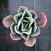 Echeveria 'Blue Lagoon'