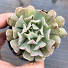 Echeveria pinwheel 'Revolution'