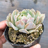 Echeveria pinwheel 'Revolution'