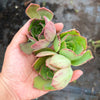 Aeonium 'LILLA' (1x CUTTING)