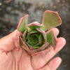 Aeonium 'LILLA' (1x CUTTING)