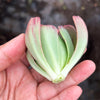 Aeonium 'LILLA' (1x CUTTING)
