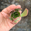 Aeonium 'LILLA' (1x CUTTING)