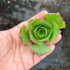 Aeonium 'LILLA' (1x CUTTING)