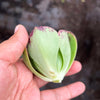 Aeonium 'LILLA' (1x CUTTING)