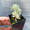 Sedum reflexum 'Chameleon' f. variegata