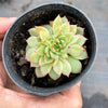 Echeveria Mebina (CLUSTER)
