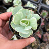 Echeveria Mocha Variegated