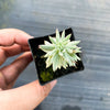 Sedum reflexum 'Chameleon' f. variegata