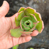 Aeonium 'LILLA' (1x CUTTING)