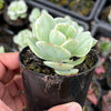 Echeveria Mocha Variegated