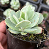 Echeveria Mocha Variegated