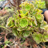 Aeonium x Campbells Cove (1 x CUTTING)