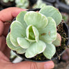 Echeveria Mocha Variegated