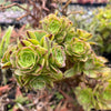 Aeonium x Campbells Cove (1 x CUTTING)
