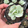 Echeveria Mocha Variegated