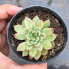Echeveria Mebina (CLUSTER)