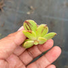 Aeonium x Campbells Cove (1 x CUTTING)