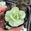 Echeveria Mocha Variegated