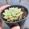 Echeveria Mebina (CLUSTER)