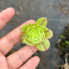 Aeonium x Campbells Cove (1 x CUTTING)