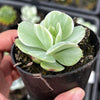 Echeveria Mocha Variegated
