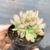 Echeveria Mebina (CLUSTER)