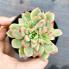 Echeveria Mebina (CLUSTER)