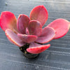 xPachyveria 'Violescens' (aka. Pachyveria Myrtilla)