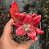 Echeveria 'Diamond State' Variegated