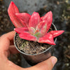 Echeveria 'Diamond State' Variegated