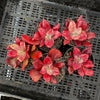 Echeveria 'Diamond State' Variegated