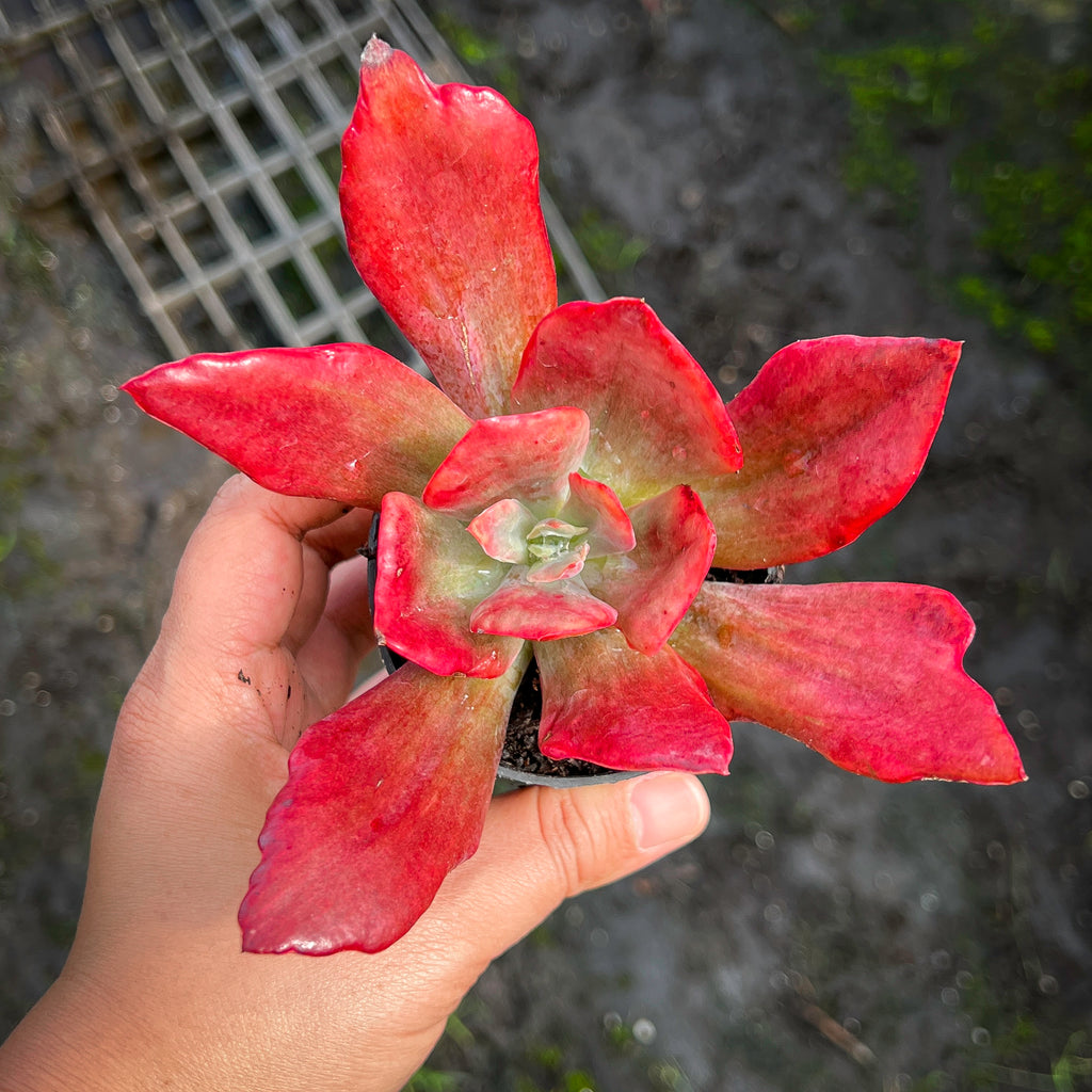 Echeveria 'Diamond State' Variegated
