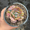 Echeveria Beyonce Rainbow Variegated