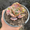 Echeveria Beyonce Rainbow Variegated