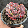 Echeveria Beyonce Rainbow Variegated