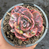 Echeveria Beyonce Rainbow Variegated
