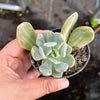 Pachyveria 'Pachyphytoides' Variegated