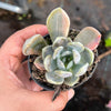 Pachyveria 'Pachyphytoides' Variegated