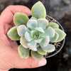 Pachyveria 'Pachyphytoides' Variegated