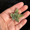 Echeveria Palpitation - Mr. Haganes hyb
