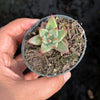 Echeveria Palpitation - Mr. Haganes hyb