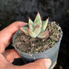 Echeveria Palpitation - Mr. Haganes hyb
